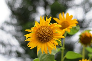 sunflower close up view