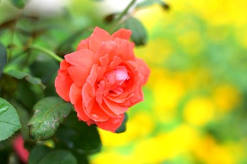 red rose in garden