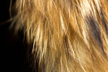 beautiful background on black, fur mink