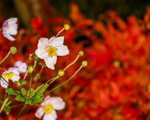 Closeup of small white flowers and green stems and leaves on red and orange autumnal background in a garden
