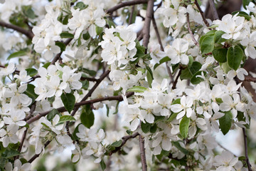 Apple tree with white flowers.