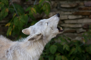 The Alaskan tundra wolf howls.