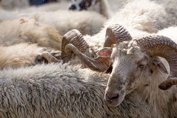 A group of white sheep.