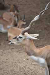 beautiful and cute deer