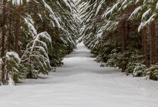 Winter In Baxter State Park Maine