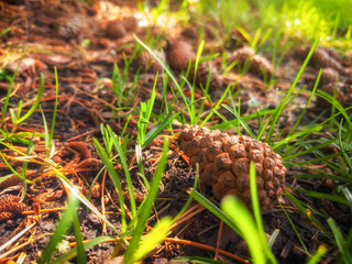 Pine cones on the ground. Grass level. Background landscape.