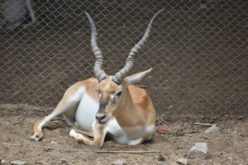 beautiful and cute deer