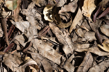 Leaves on the Ground