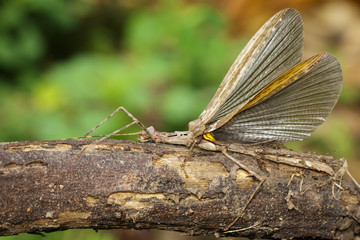 Image of a siam giant stick insect and stick insect baby on dry branches. Insect Animal.