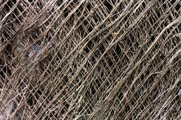 Palm Bark close up