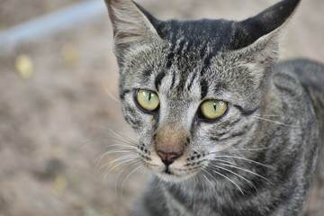 Obraz premium portrait of cat