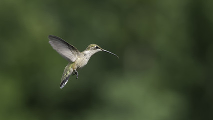 Appreciating the Flowers