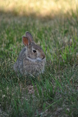 rabit brown