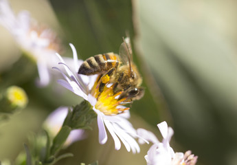 a bee on a flower