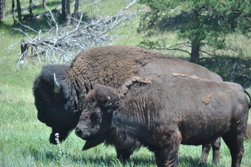 bison