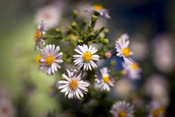 Obraz premium purple daisy flower