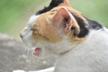 cute brown and white cat