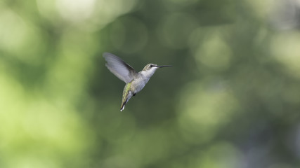 Sight in the Garden