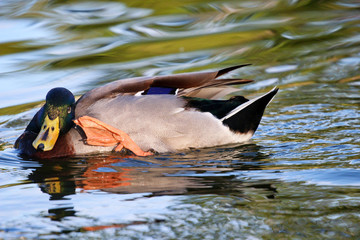 Mallard Drake scratching head in a pond close to sunset
