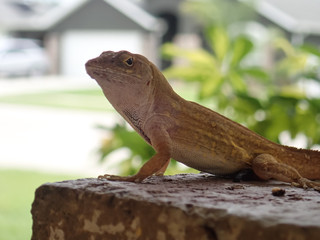 Brown Anole Lizard Portrait Close-up