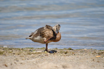 duckling itch