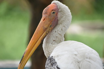 pelican bird