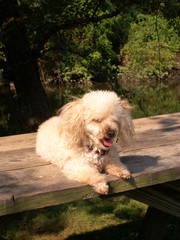 Apricot Poodle Dog Relaxing at the Lake