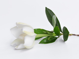 Gardenia jasminoides or Cape jasmine flower on white background