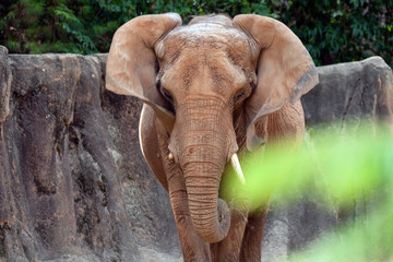 elephant in the zoo