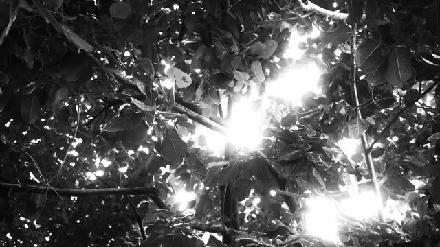 Sunshine shining through a jungle canopy - Black and White text