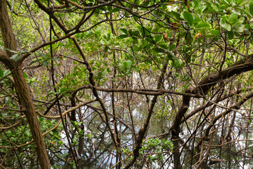 Mangrove in Hollywood, Florida