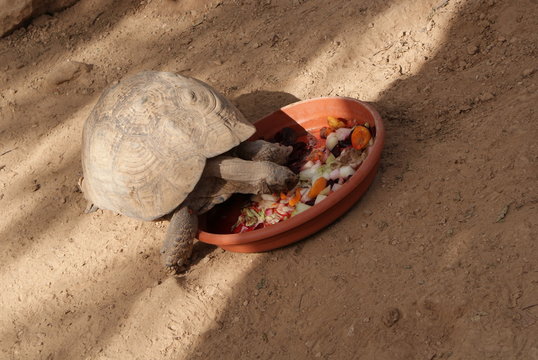 Tortuga de espolones africana de tierra marr&oacute;n comiendo fruta, verduras y vegetales en comedero en suelo terroso de recinto de zoo, Mallorca. Cuidado de animales reptiles en cautividad.