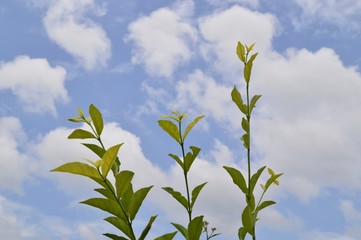 the plants against sky