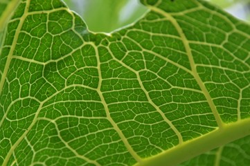 a close up of papaya leaf