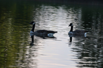 2 beautiful geese at sunset 