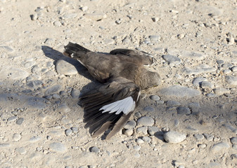 wounded bird on the ground