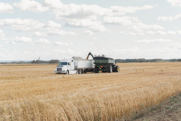 Fototapeta premium semi truck getting loaded with grain in a harvested field on the prairie
