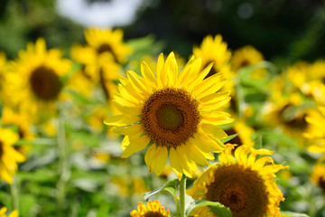 長崎鼻のヒマワリ
