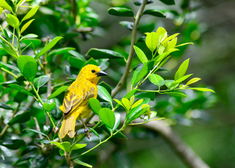 Warbler in a Tree