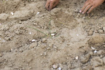 autumn, a man planting garlic in the garden