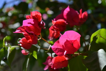 Flor no quintal