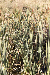 plant reeds on a creek