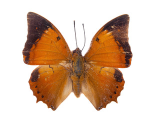 Naklejka premium Isolated Tawny Rajah butterfly on white with clipping path