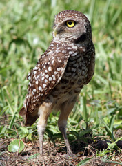 Burrowing Owl