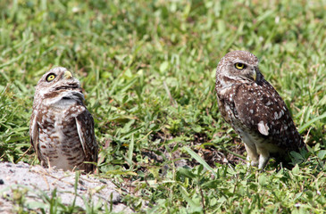 Burrowing Owls