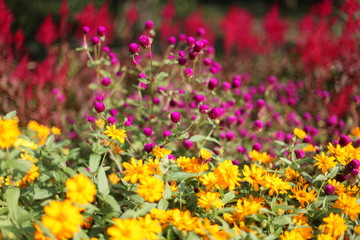 Fototapeta premium 秋の植物園