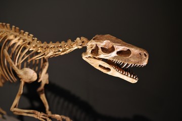 恐竜の骨格標本