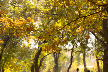 Fototapeta premium autumn, yellow leaves of trees
