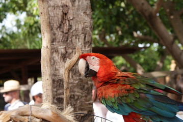 Guacamayo rojo al aire libre en zoo marino con visitantes al fondo, Mallorca. Loro de colores, ave exótica, fauna sudamericana, parque zoológico, animales en cautividad, turismo de verano. 