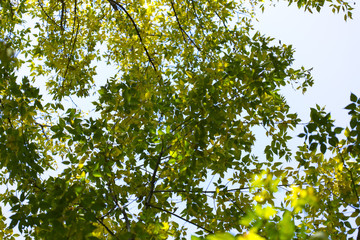 autumn, yellow leaves of trees